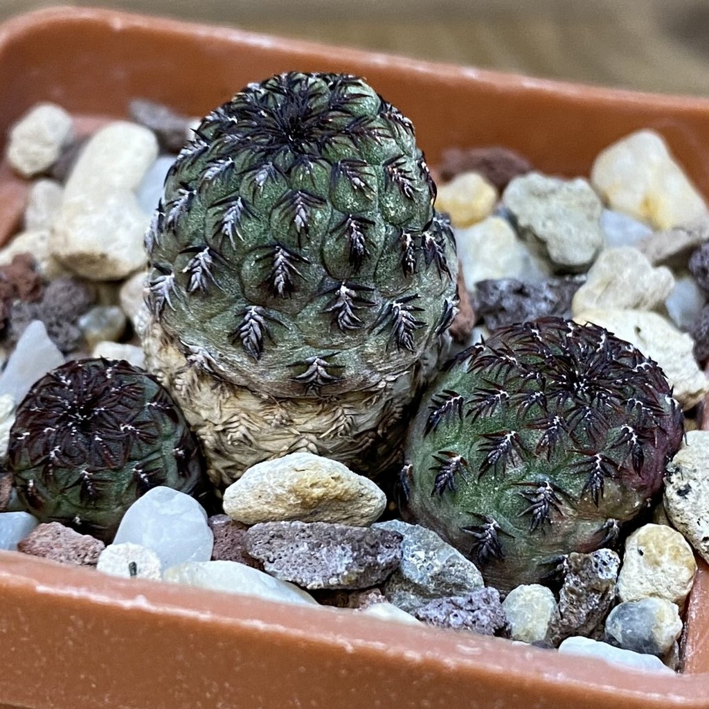 DP28319 Sulcorebutia rauschii WR289 - Image 3