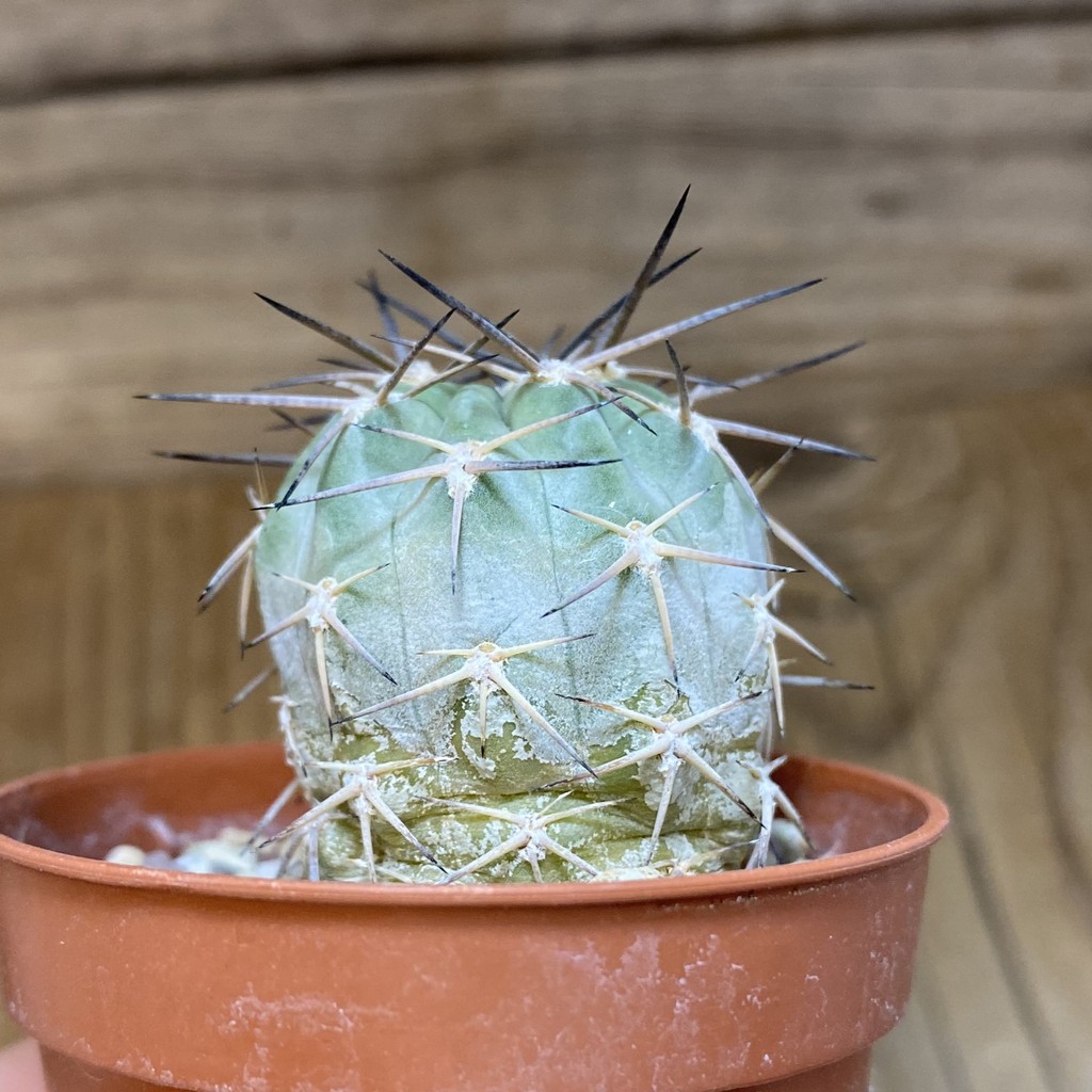 DP28321 Acanthocalycium glaucum - Image 2
