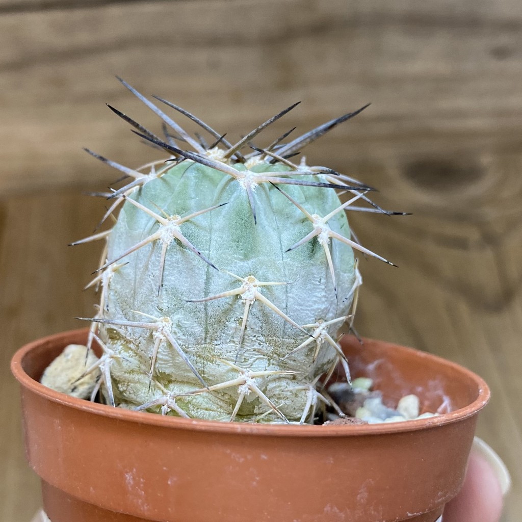DP28321 Acanthocalycium glaucum - Image 3