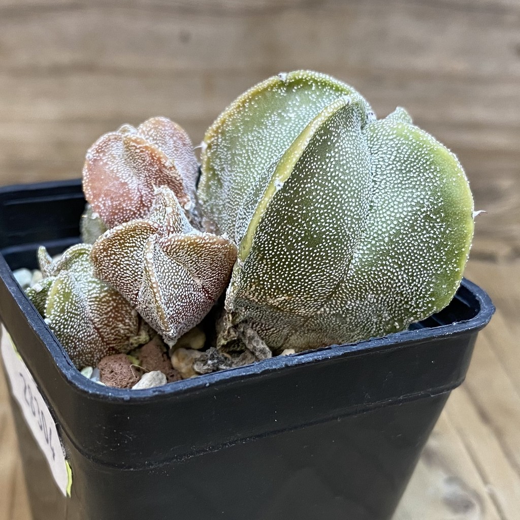 DP28304 Astrophytum myriostigma v. quadricostatum - Image 2