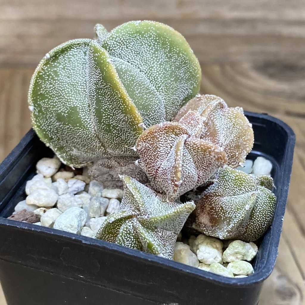 DP28304 Astrophytum myriostigma v. quadricostatum - Image 3