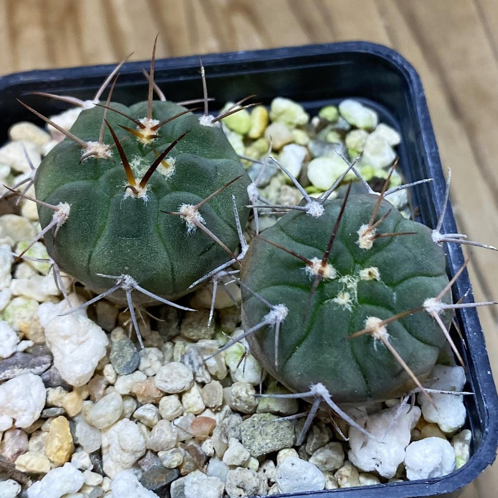 SH28496 Gymnocalycium mazanense v. ferox F 30A , 2 plants