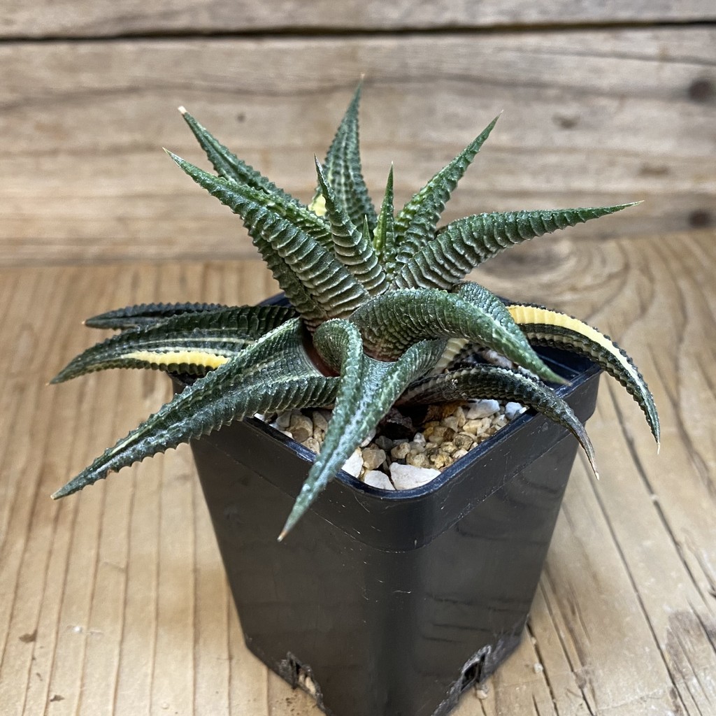 SH28527 Haworthia limifolia f. variegata - Image 2