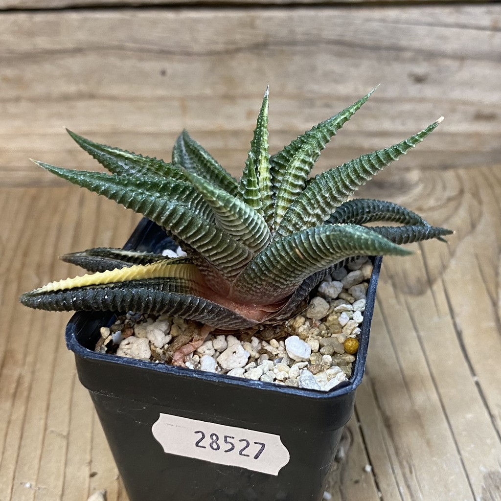SH28527 Haworthia limifolia f. variegata - Image 3