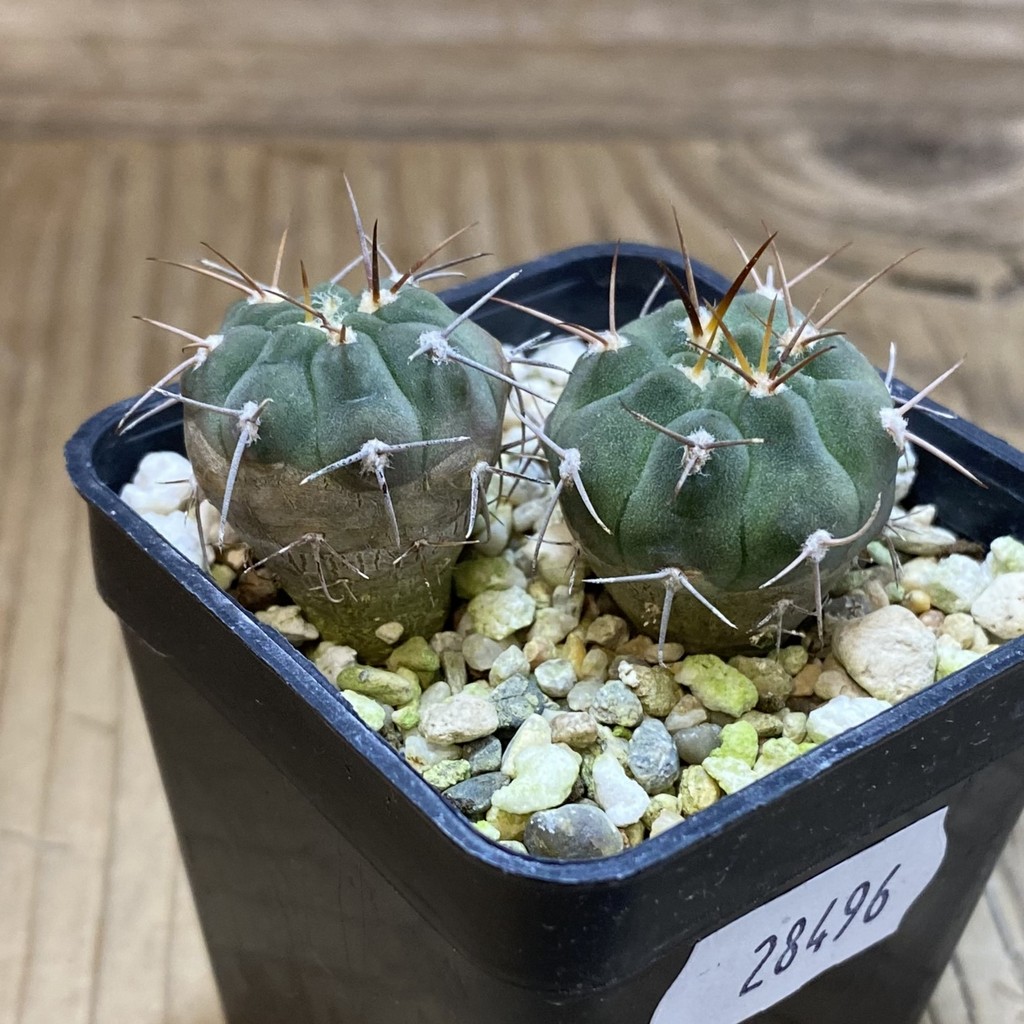 SH28496 Gymnocalycium mazanense v. ferox F 30A , 2 plants - Image 2