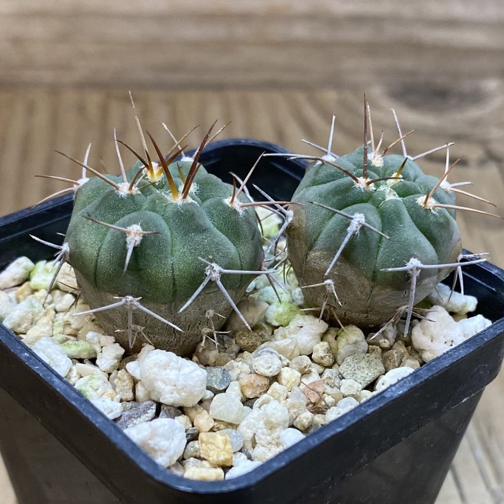 SH28496 Gymnocalycium mazanense v. ferox F 30A , 2 plants - Image 3