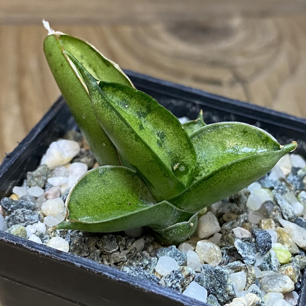 SH28532 Sansevieria ‘Ice man’ - Image 2