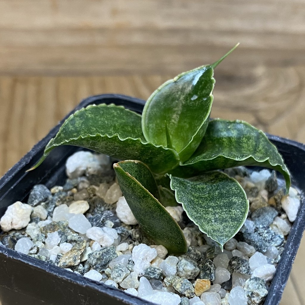 SH28533 Sansevieria 'Sindoro' - Image 2