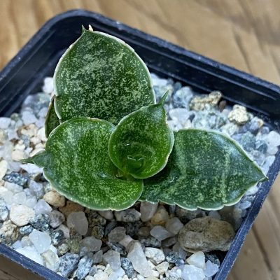 SH28534 Sansevieria 'Mahanakorn'