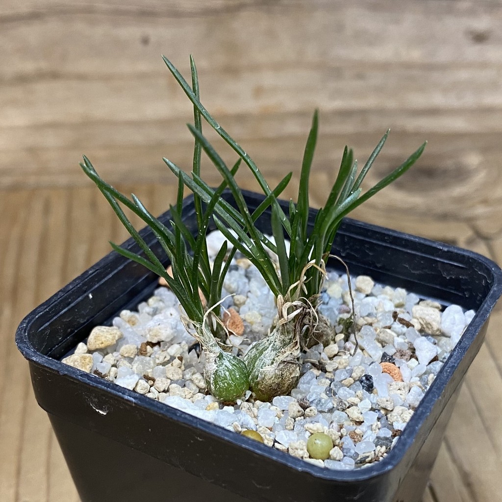 SH28537 Ornithogalum lithopsoides - Image 2