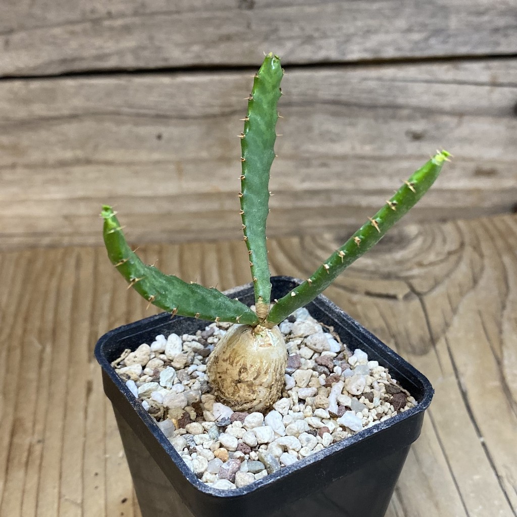 SH28538 Euphorbia stellata - Image 2