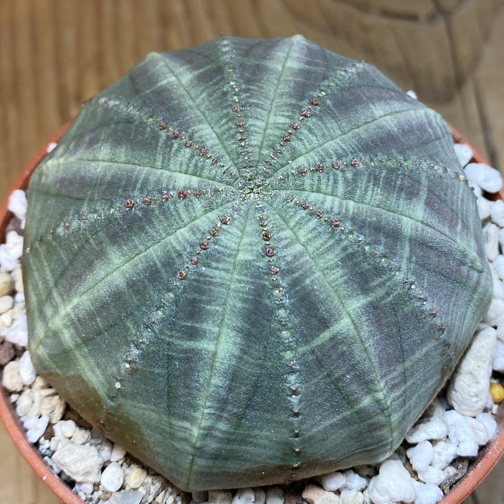 SH28539 Euphorbia obesa