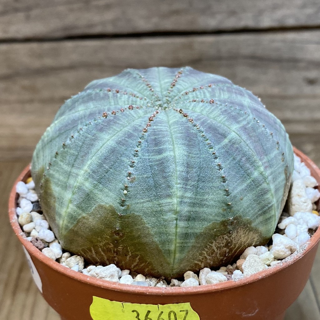 SH28539 Euphorbia obesa - Image 2