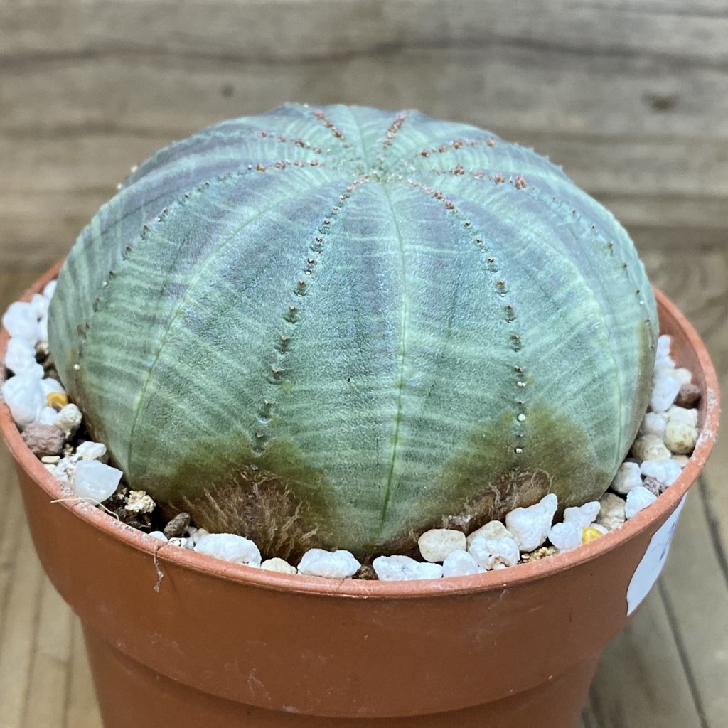 SH28539 Euphorbia obesa - Image 3