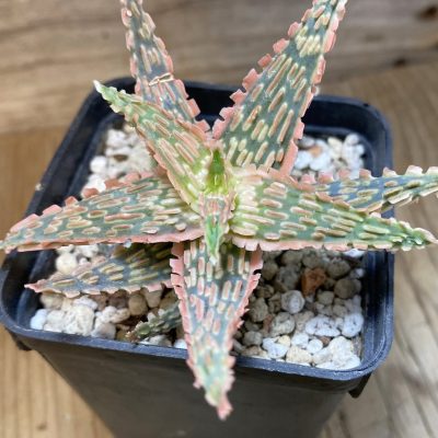 SH28541 Aloe TCT hybrid