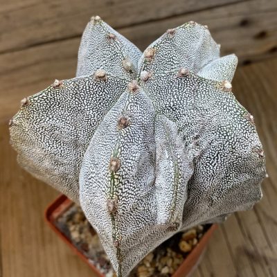 SH5116 Astrophytum myriostigma 'Onzuka'