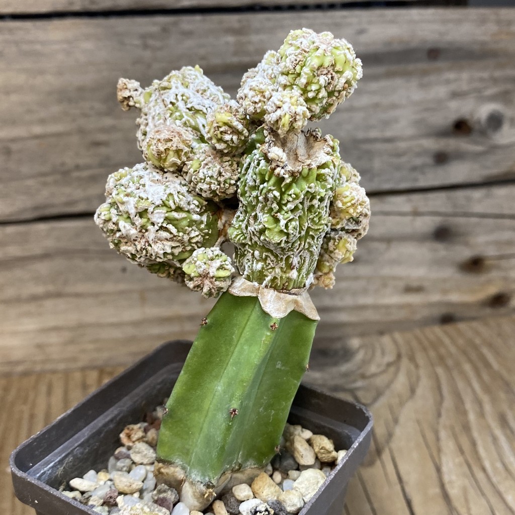 SH14816 Astrophytum myriostigma ‘Fukuryu’ , grafted - Image 3