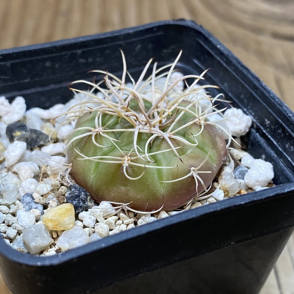 SH28499 Gymnocalycium eurypleurum VOS 01-014 - Image 2