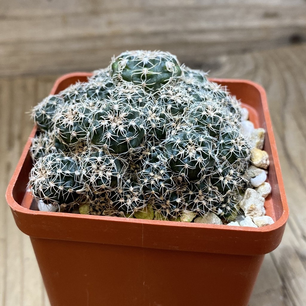 SH28501 Gymnocalycium bruchii WP 76-100 - Image 2