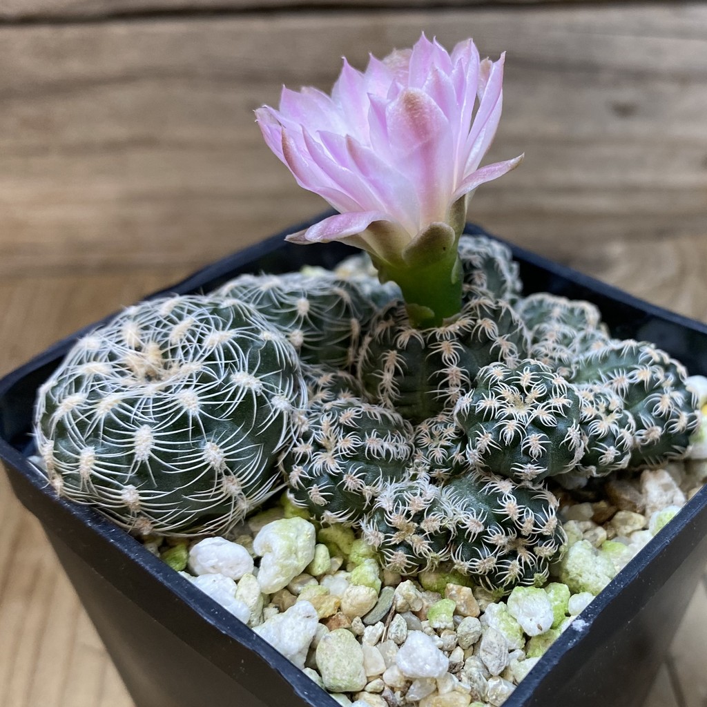 SH28502 Gymnocalycium bruchii v. glaucum, 2 plants - Image 3