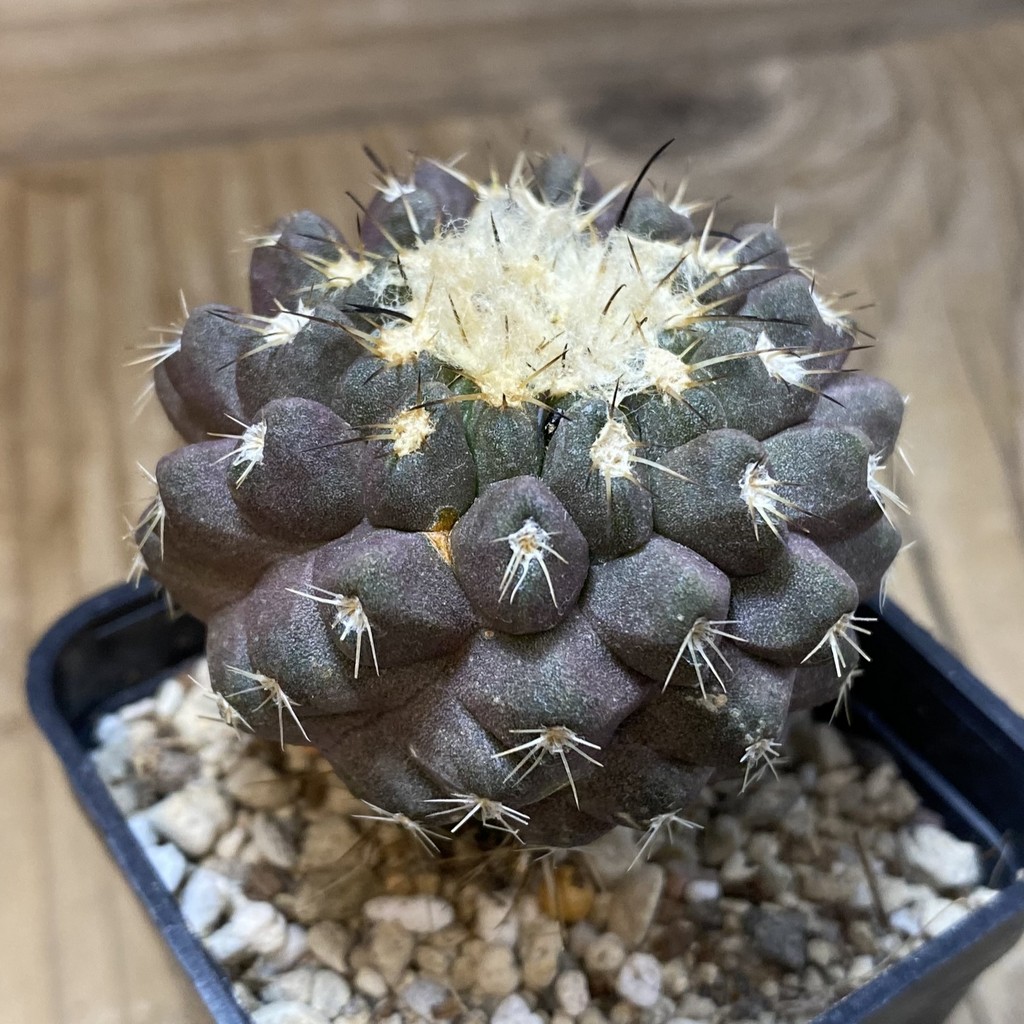 SH28504 Copiapoa leonensis HR 1061, grafted - Image 2