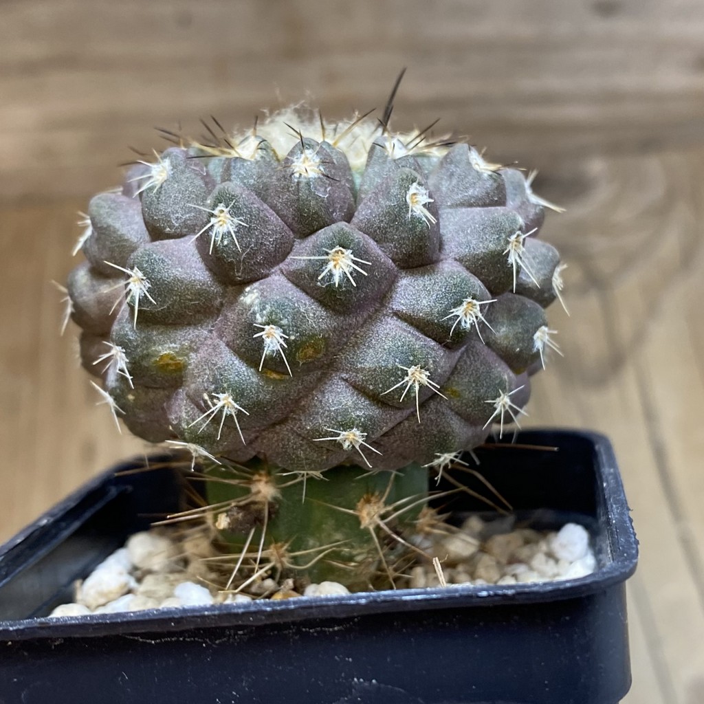SH28504 Copiapoa leonensis HR 1061, grafted - Image 3