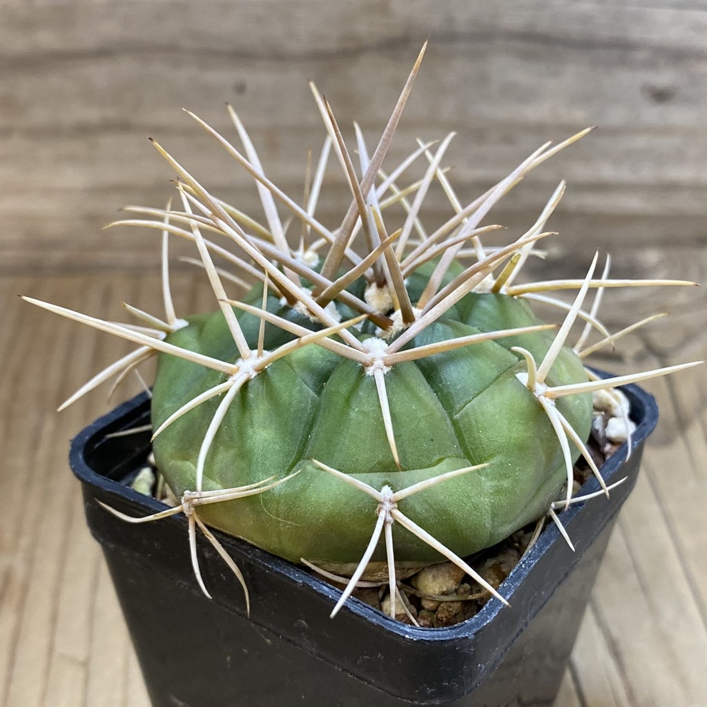 SH28505 Gymnocalycium eurypleurum - Image 2