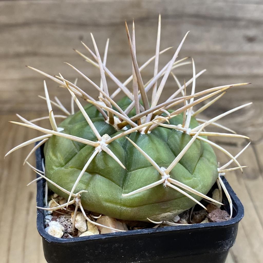 SH28505 Gymnocalycium eurypleurum - Image 3