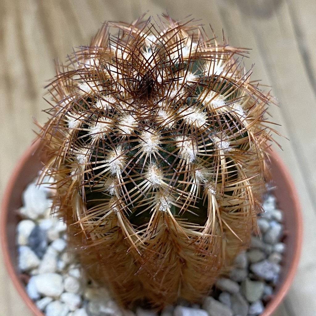 SH28507 Echinocereus reichenbachii