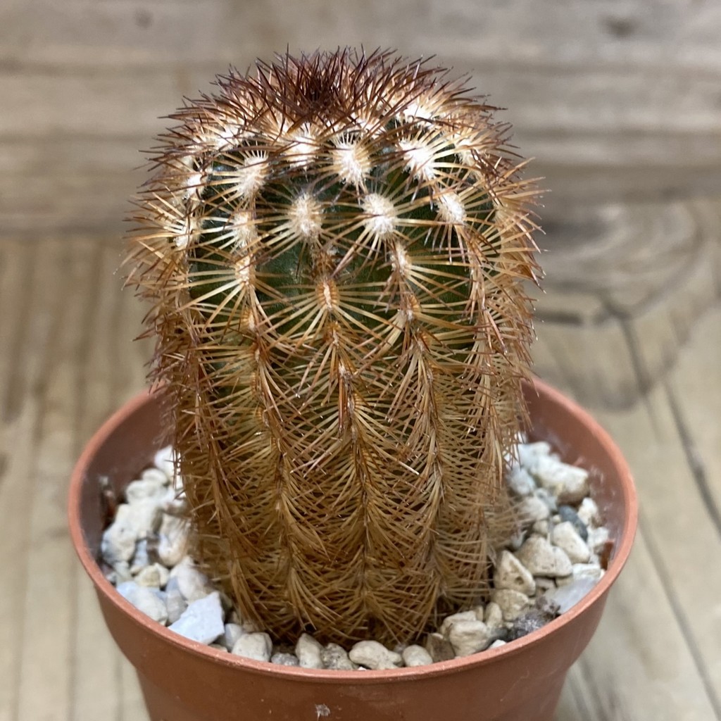 SH28507 Echinocereus reichenbachii - Image 2