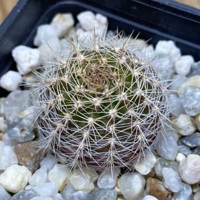 SH28508 Echinopsis 'Fascination'