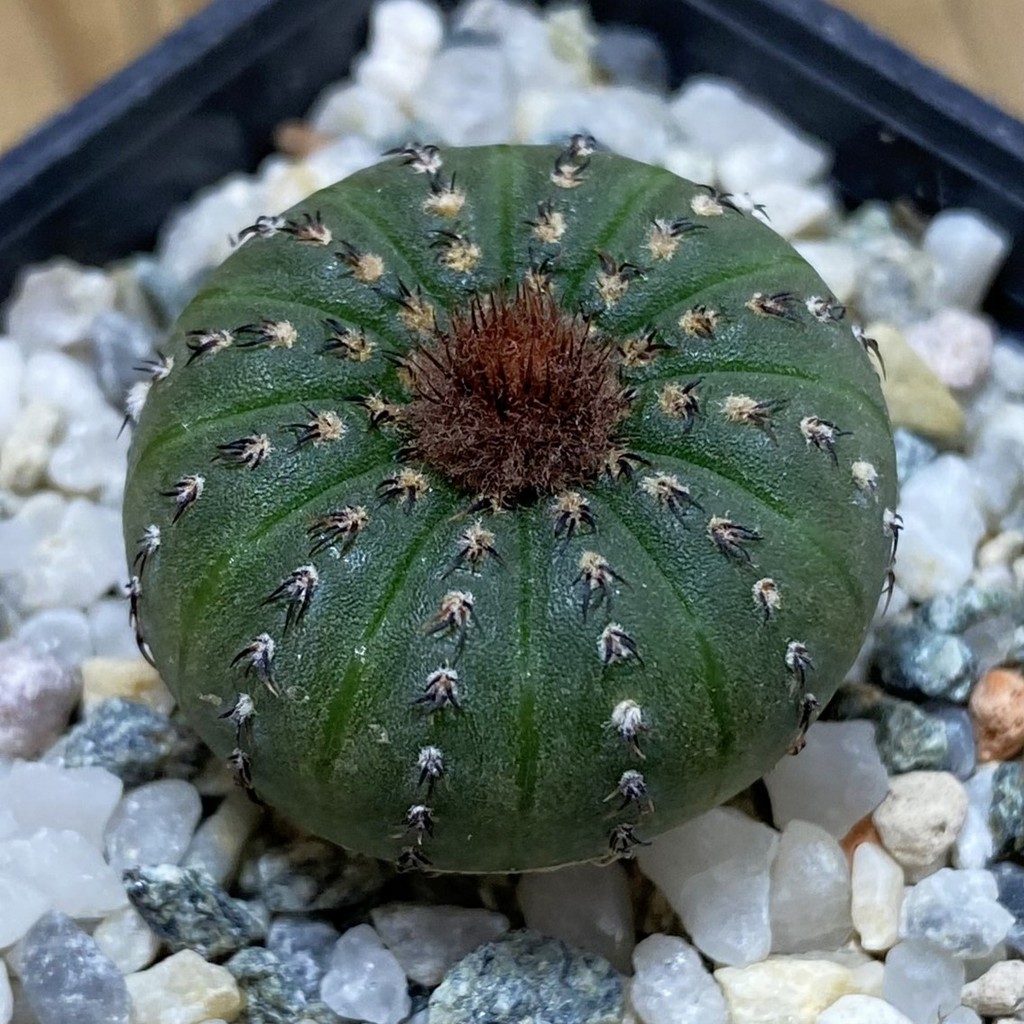 SH28509 Frailea castanea