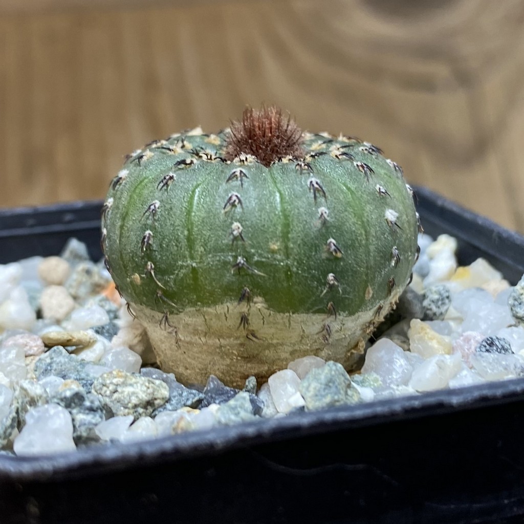 SH28509 Frailea castanea - Image 3