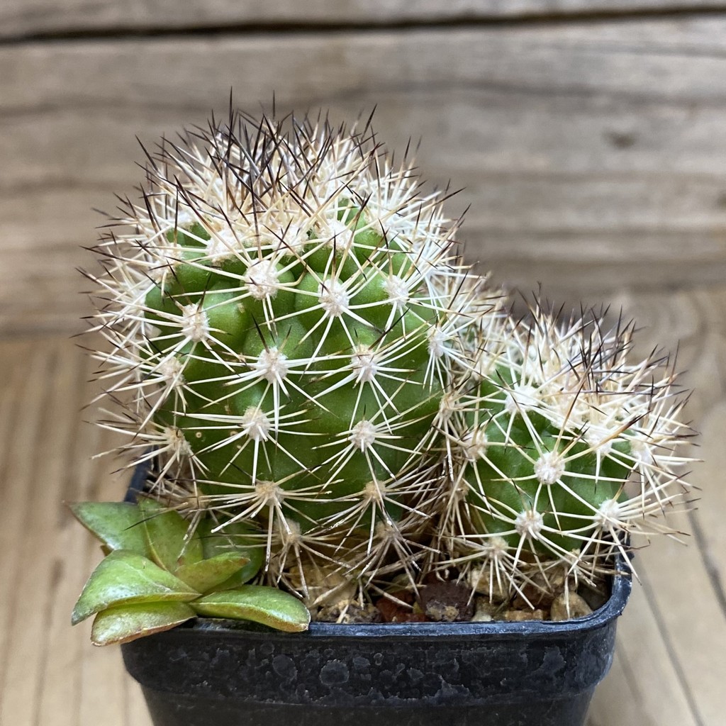 SH28511 Matucana aff. mamillaris - Image 2