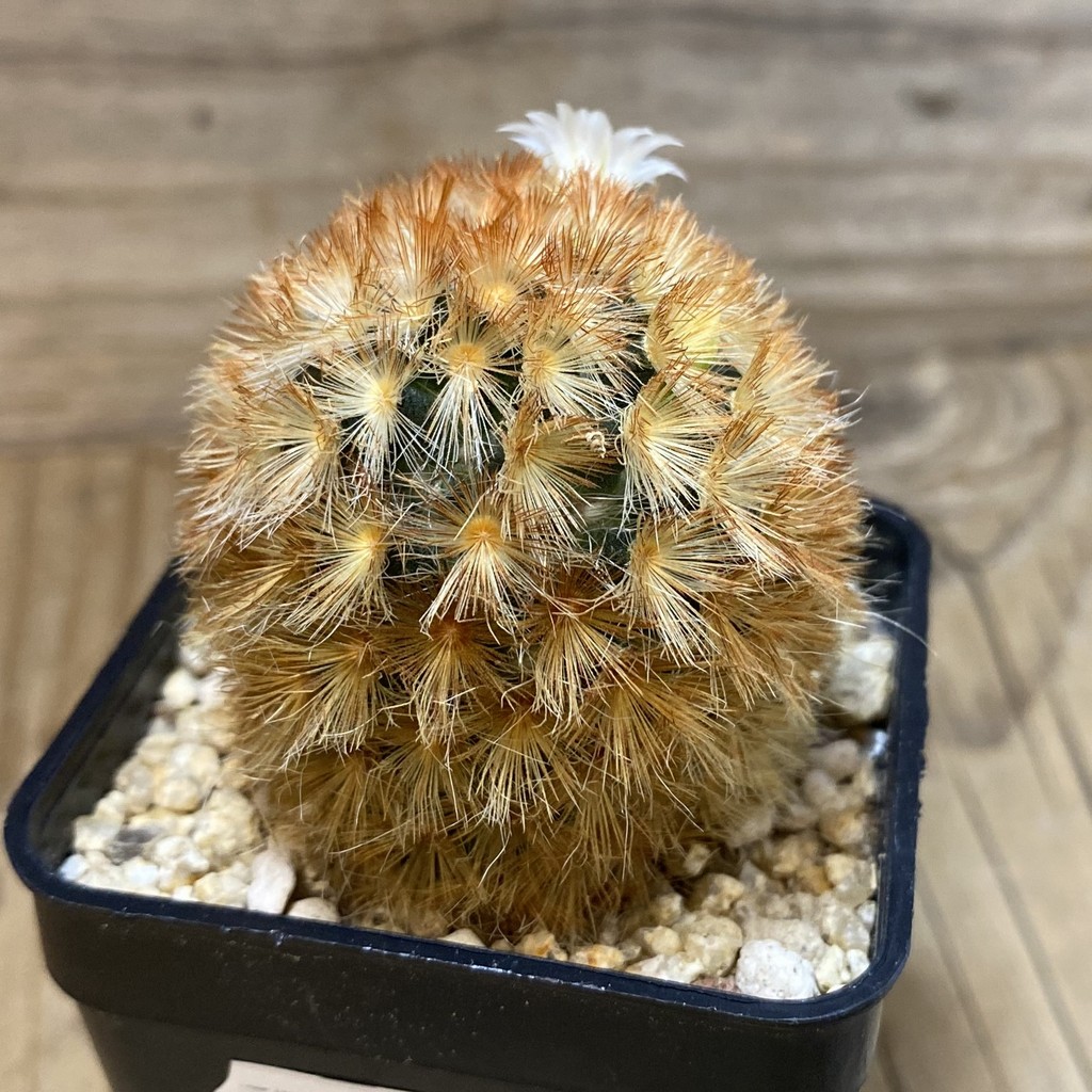 SH28515 Mammillaria carmenae hybrid - Image 2