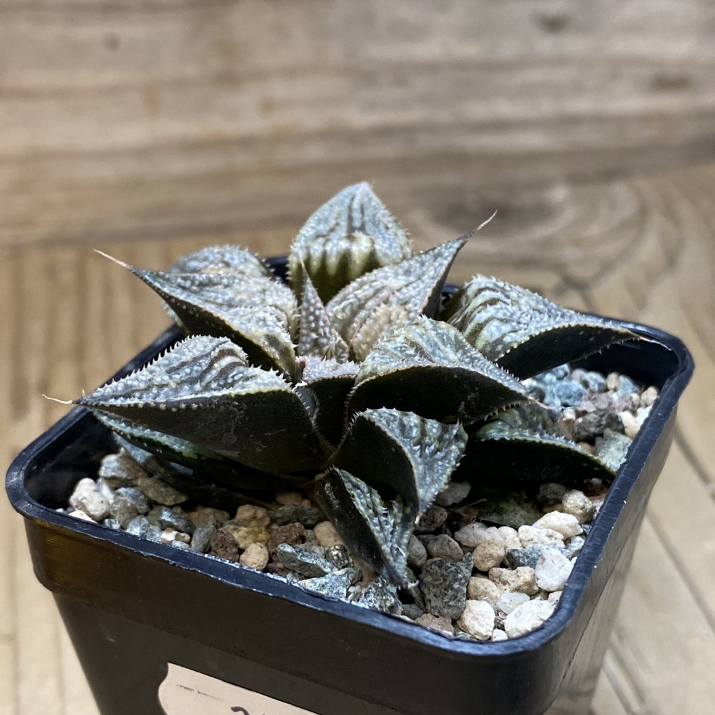 SH28519 Haworthia splendens hybrid - Image 2