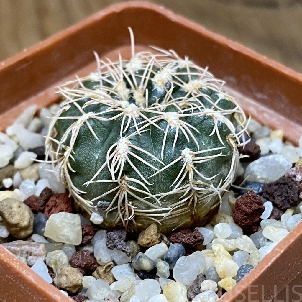 DP28733 Gymnocalycium parvulum - Image 2