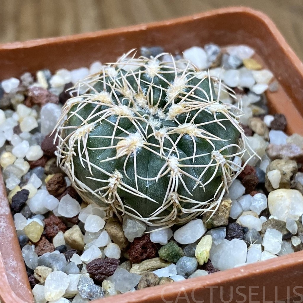 DP28733 Gymnocalycium parvulum - Image 3