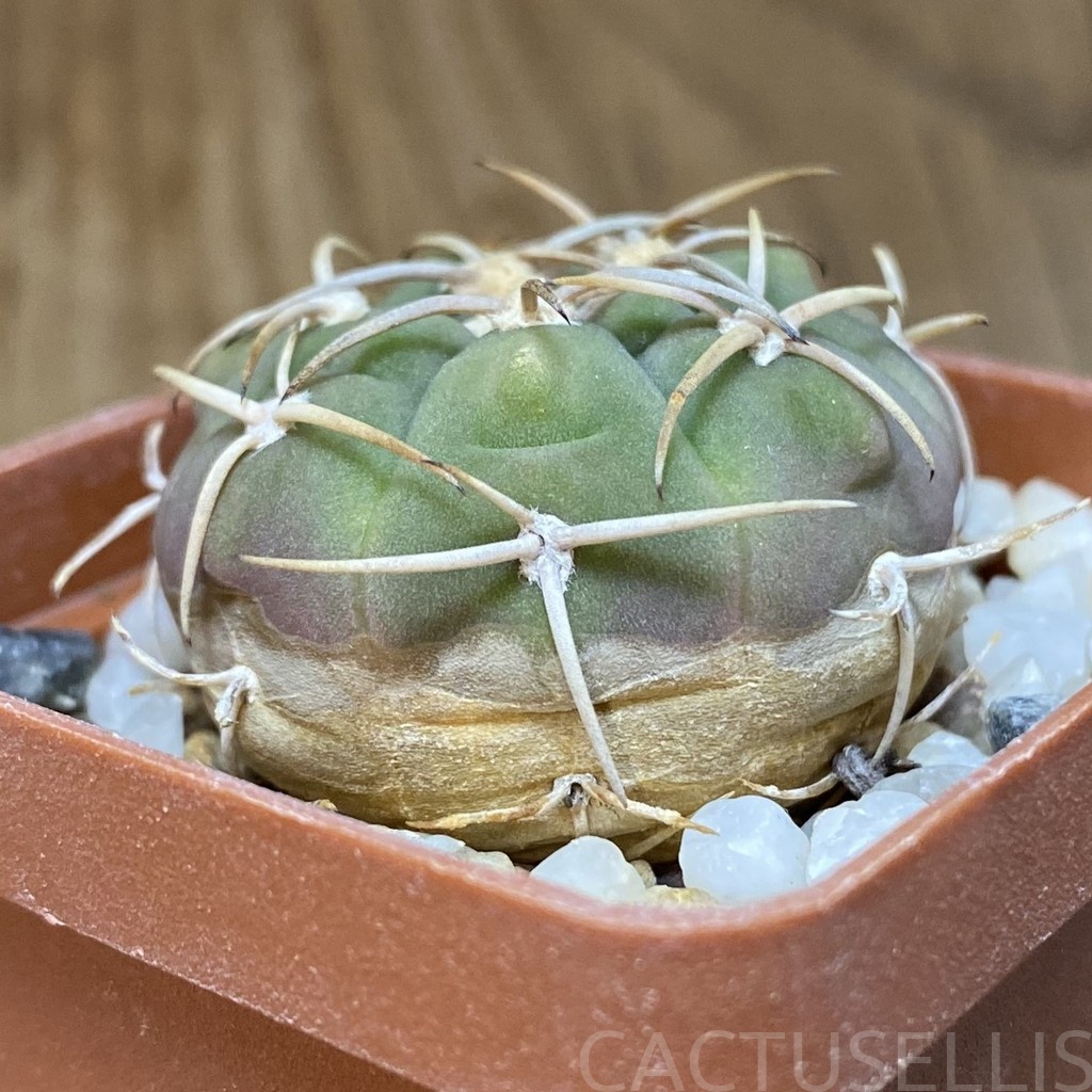 DP28734 Gymnocalycium bayrianum TOM 15-845/1 - Image 2
