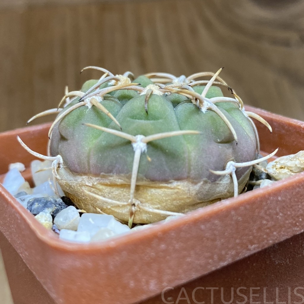 DP28734 Gymnocalycium bayrianum TOM 15-845/1 - Image 3