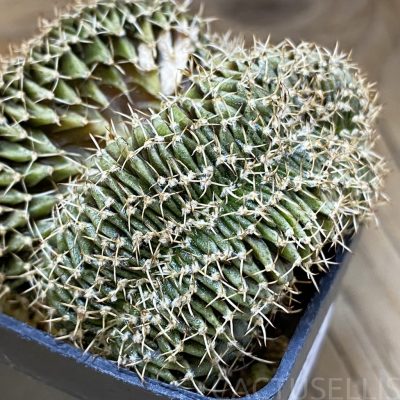 DP28740 Gymnocalycium friedrichii LB f. cristata