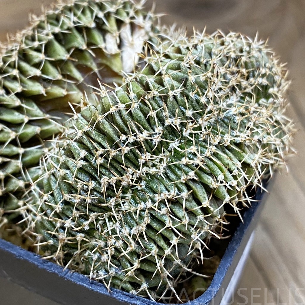 DP28740 Gymnocalycium friedrichii LB f. cristata