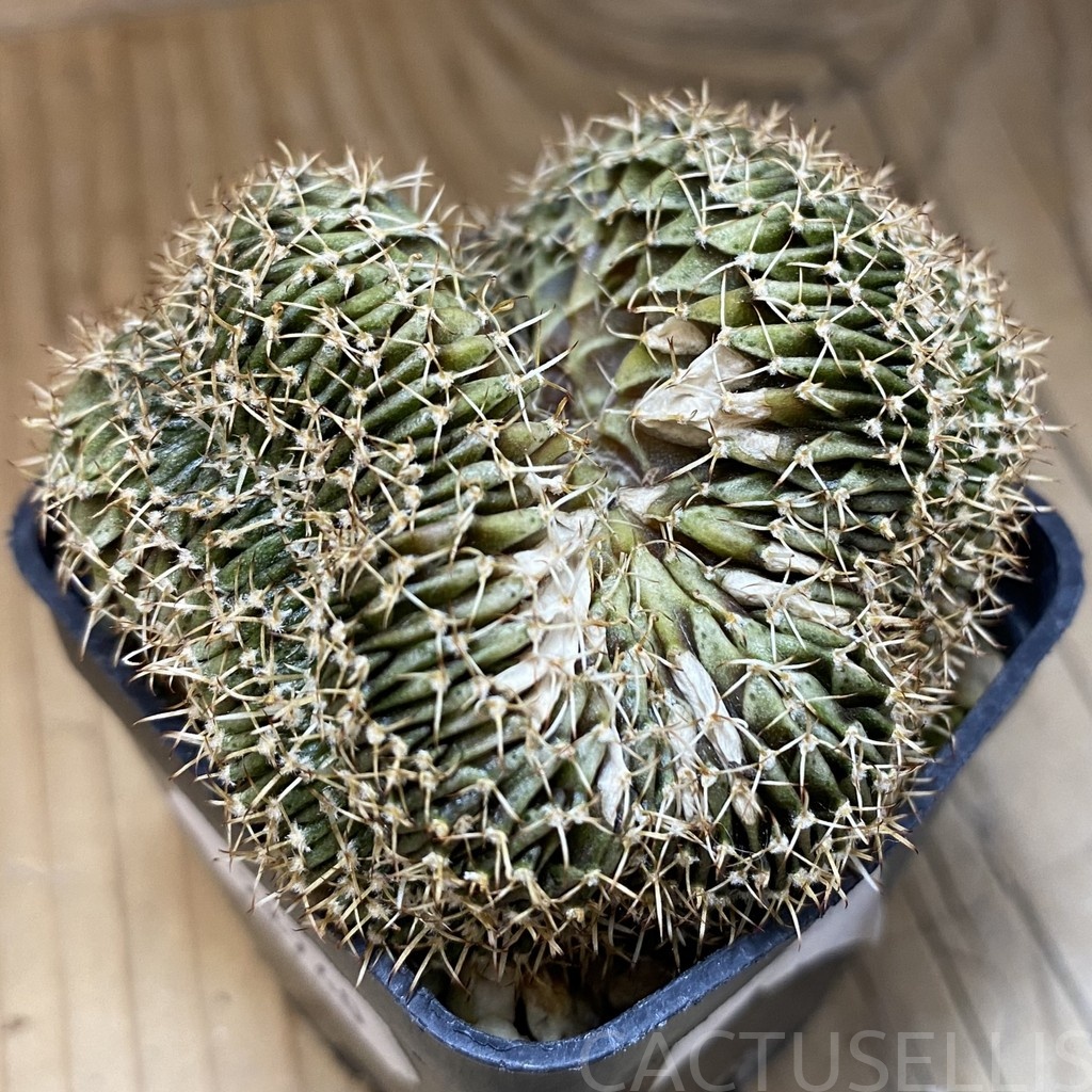 DP28740 Gymnocalycium friedrichii LB f. cristata - Image 2
