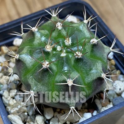 DP28742 Gymnocalycium damsii hybrid