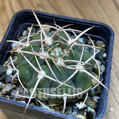 DP28743 Gymnocalycium ferocior VG 512