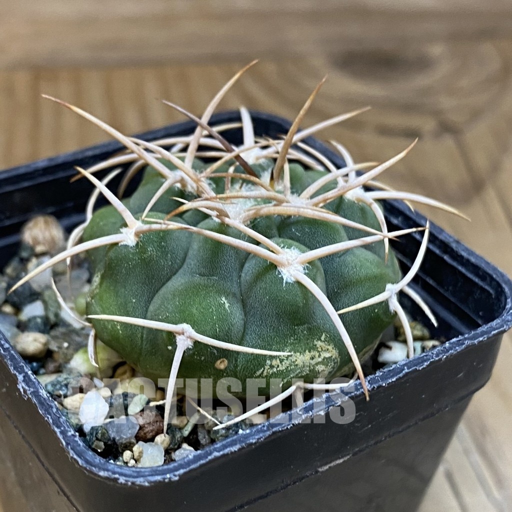 DP28743 Gymnocalycium ferocior VG 512 - Image 2