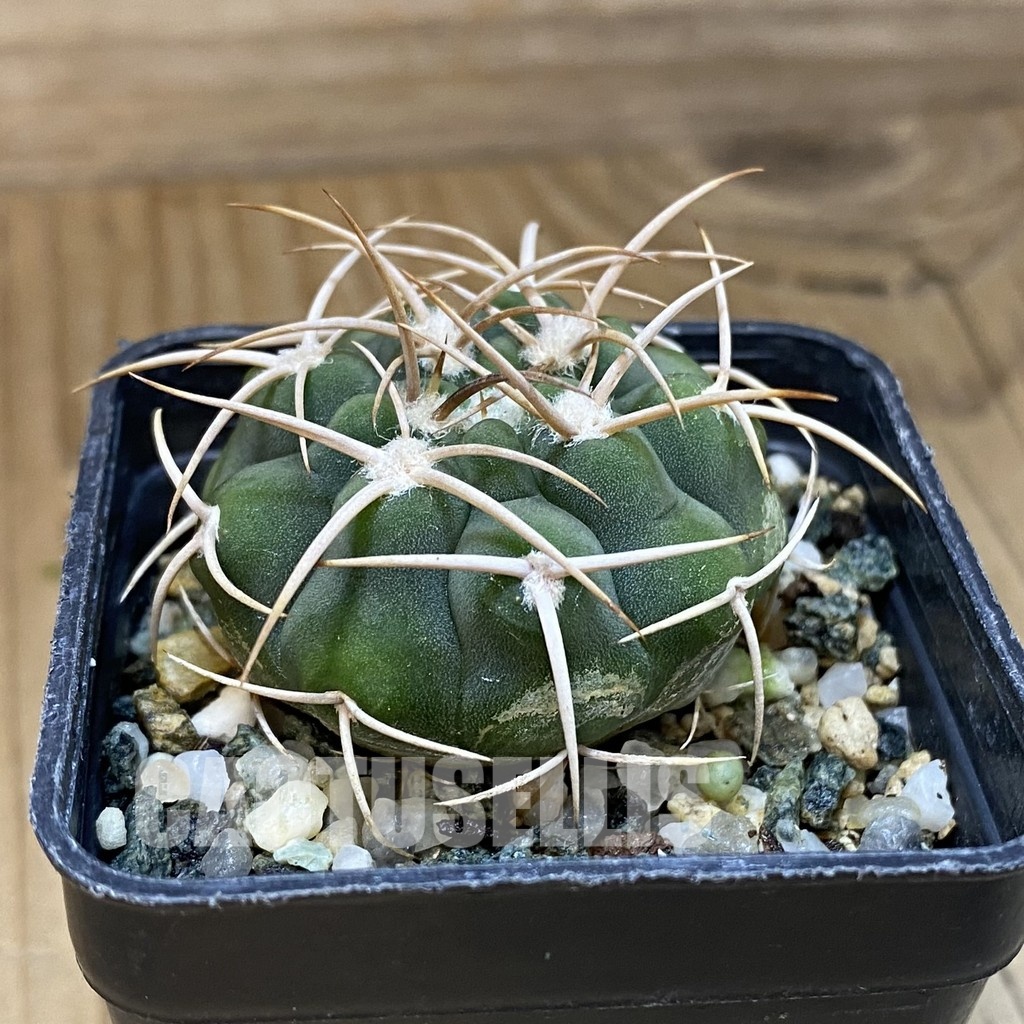 DP28743 Gymnocalycium ferocior VG 512 - Image 3