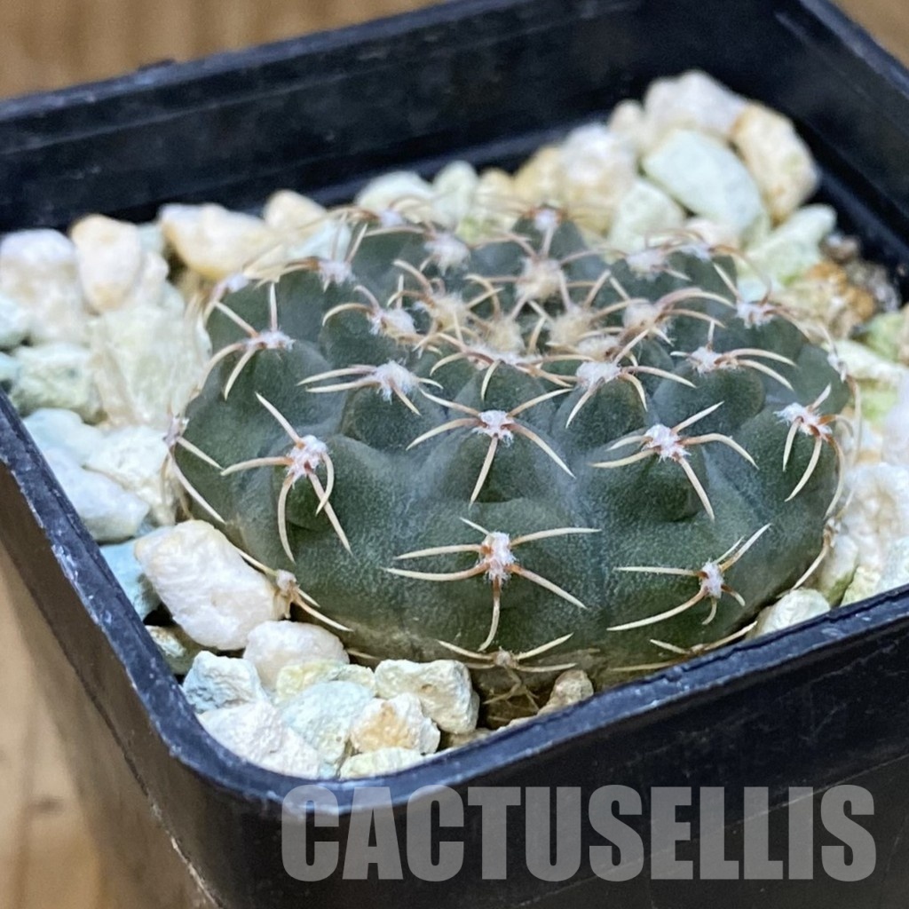 DP28746 Gymnocalycium stellatum VG 283 - Image 2