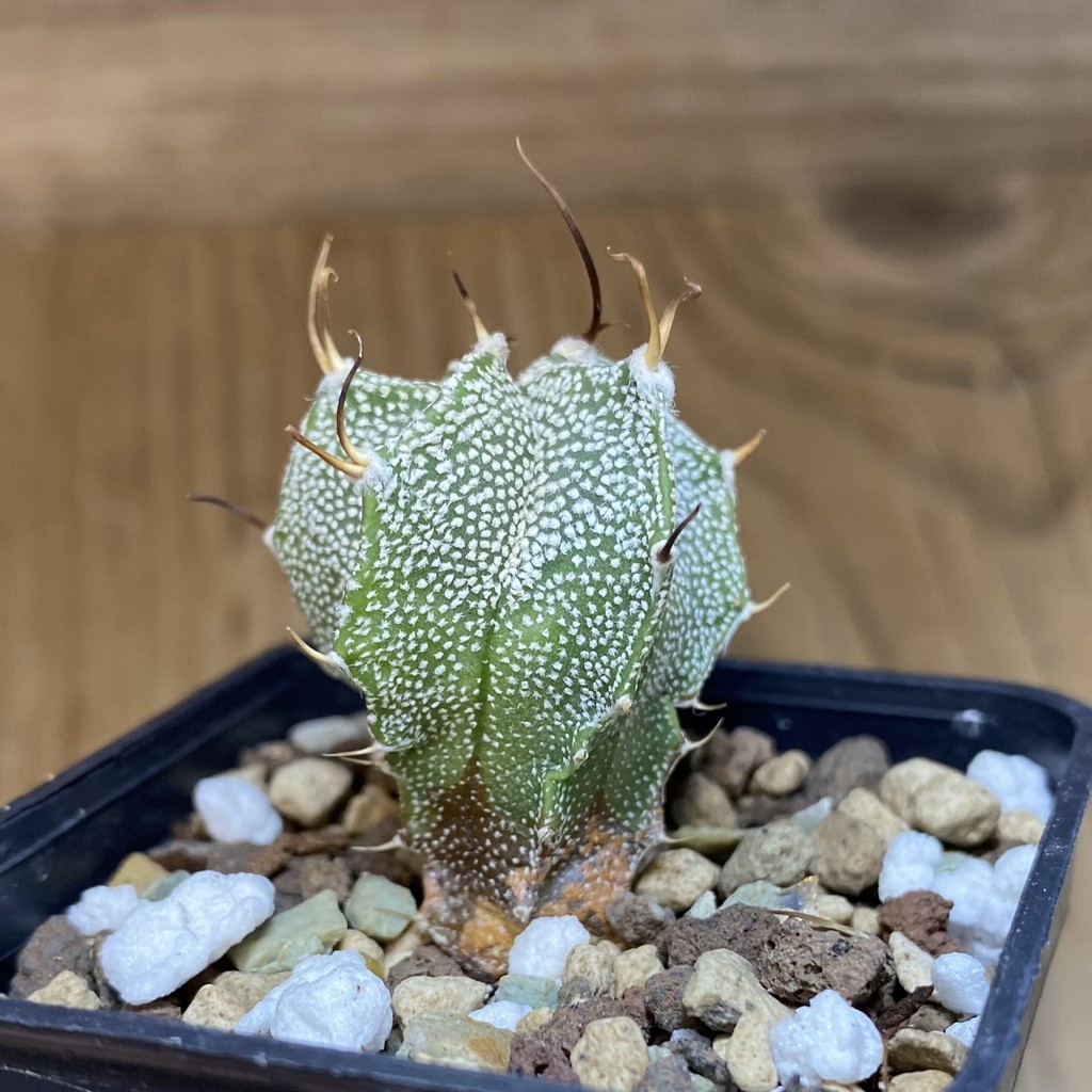 DP28712 Astrophytum ornatum hybrid - Image 2