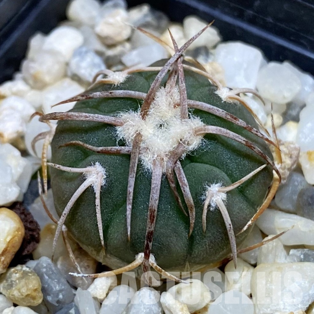 DP28749 Gymnocalycium coloradense VS 809